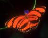 [NG] Nature - Banded Orange Butterfly