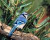 [NG] Nature - Blue Jay