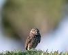 [NG] Nature - Burrowing Owl