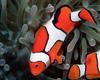 [NG] Nature - Clownfish and Anemone