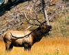 [NG] Nature - Elk