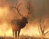 [NG] Nature - Elk