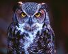 [NG] Nature - Great Horned Owl