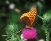[NG] Nature - Great Spangled Fritillary