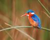 [NG] Nature - Malachite Kingfisher