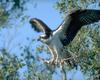 [NG] Nature - Osprey Extending Wings