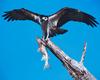 [NG] Nature - Osprey with Fish