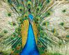 [NG] Nature - Peacock - blue peafowl (Pavo cristatus)