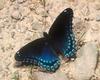 [NG] Nature - Red Spotted Purple