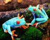 [NG] Nature - Red-Eyed Tree Frog