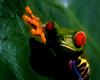 [NG] Nature - Red-Eyed Tree Frog