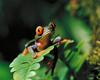 [NG] Nature - Red-Eyed Tree Frog