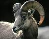 [NG] Nature - Rocky Mountain Bighorn
