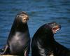 [NG] Nature - Sea Lions