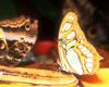 [NG] Nature - Tailed Jay