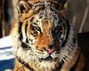 [NG] Nature - Tigers