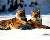 [NG] Nature - Tigers