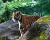 [NG] Nature - Tigers