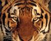 [NG] Nature - Tigers