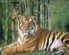 [NG] Nature - Tigers