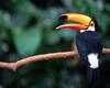 [NG] Nature - Toucan in Tree