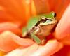 [NG] Nature - Tree Frog