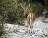 [NG] Nature - White-Tailed Deer