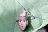 Squash Bug nymph