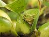 [Daily Photos 08 August 2005] Green Frog, Southern Brazil