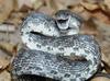 Upset Black Rat Snake (Elaphe obsoleta obsoleta)