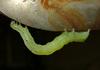fat caterpillar 2