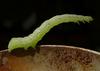 fat caterpillar 4