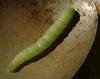 fat caterpillar 5