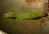 fat caterpillar 6