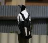 Australian Magpie 1