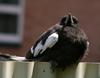 Australian Magpie 2