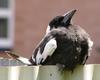 Australian Magpie 3