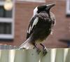 Australian Magpie 4