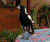 Australian Magpie 5