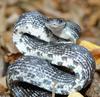 Upset Black Rat Snake (Elaphe obsoleta obsoleta)