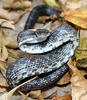Upset Black Rat Snake (Elaphe obsoleta obsoleta)