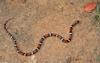 Scarlet Kingsnake (Lampropeltis triangulum)