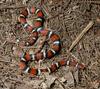 Scarlet Kingsnake (Lampropeltis triangulum)