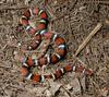 Scarlet Kingsnake (Lampropeltis triangulum)