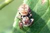 Small and cute jumping spider
