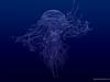 [Digital Blasphemy] 6 Jellyfishes