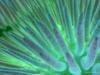 [Digital Blasphemy] Sea Urchin