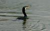 Great Cormorant (Phalacrocorax carbo sinensis) - Adult