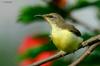 Purple-rumped Sunbird (Leptocoma zeylonica flaviventris) - Juvenile