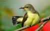 Purple-rumped Sunbird (Leptocoma zeylonica flaviventris) - Juvenile